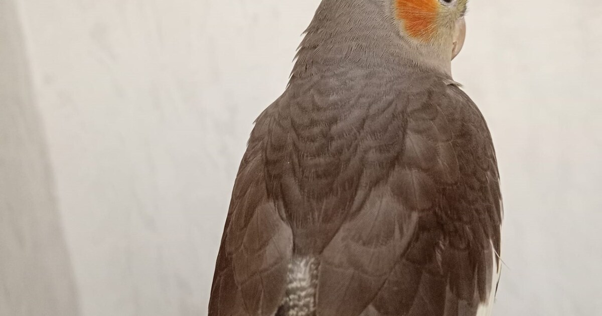 Heb jij Kiki gezien? Dit huisdier wordt in Achtkarspelen vermist