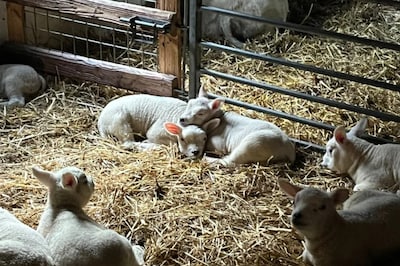 De Boer Op: neem een kijkje op het erf van boerderijen in Woerden
