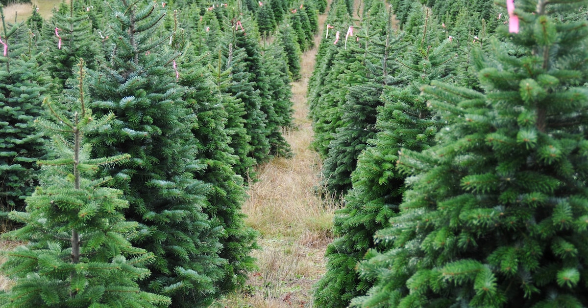 Heerde zamelt gretig kerstbomen in, opbrengst actie groter dan vorig jaar