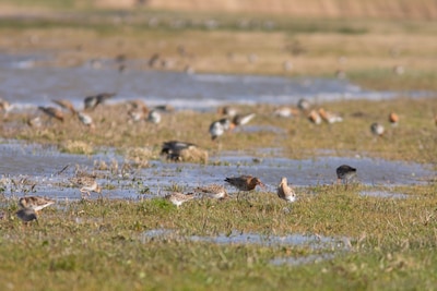 Een op de negen trekvogelsoorten  met uitsterven bedreigd: ‘Verschrikkelijke cijfers’