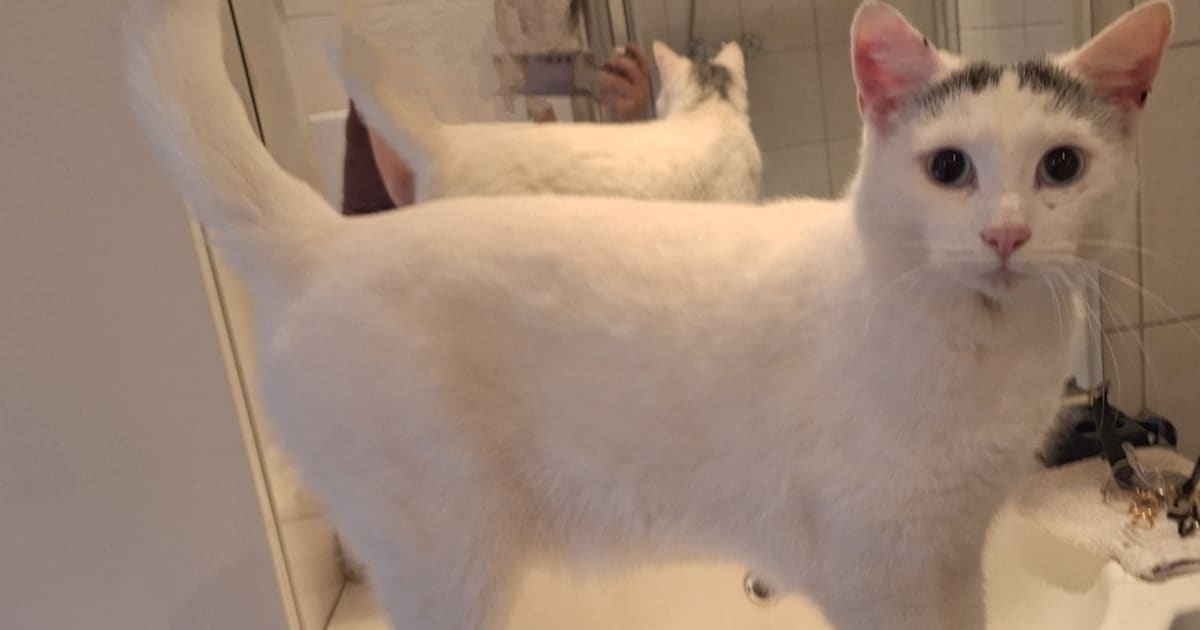 Heb jij Leo gezien? Dit huisdier wordt in Oude IJsselstreek vermist