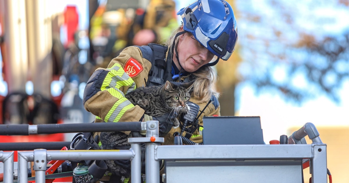 Brandweer redt kat Tiko uit boom in Drachten