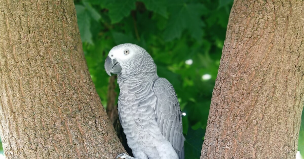 Heb jij Pablo gezien? Dit huisdier wordt in Bunnik vermist