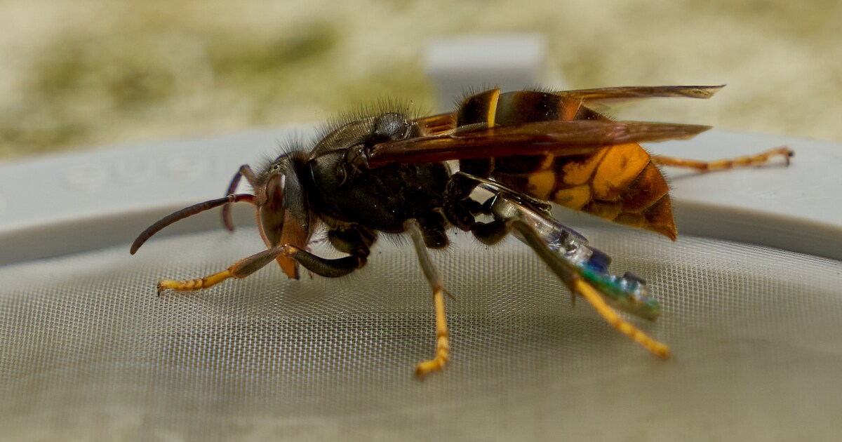 Aziatische hoornaars gespot in Lexmond: ‘Steken zijn pijnlijker dan die van gewone wespen’
