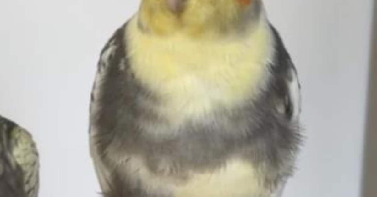 Heb jij Ibe gezien? Dit huisdier wordt in Veere vermist