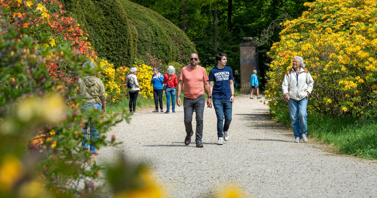 Het kleurrijke Azelealaantje in Doorwerth had geel moeten zijn: over hoe een foutje goed uitpakte