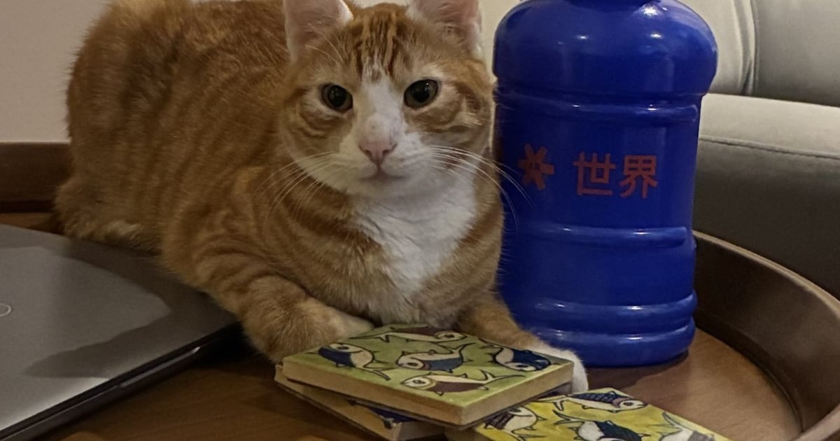 Heb jij George of Bobbie gezien? Deze twee huisdieren worden in Stichtse Vecht vermist