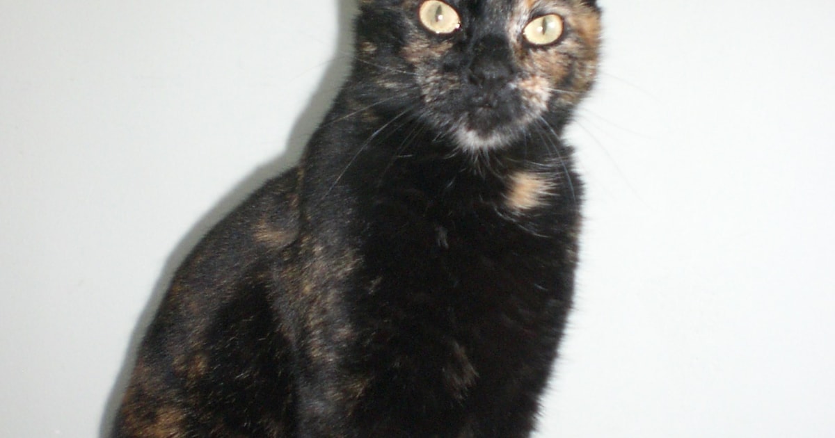 Heb jij Ziva of Micky gezien? Deze twee huisdieren worden in Heemskerk vermist