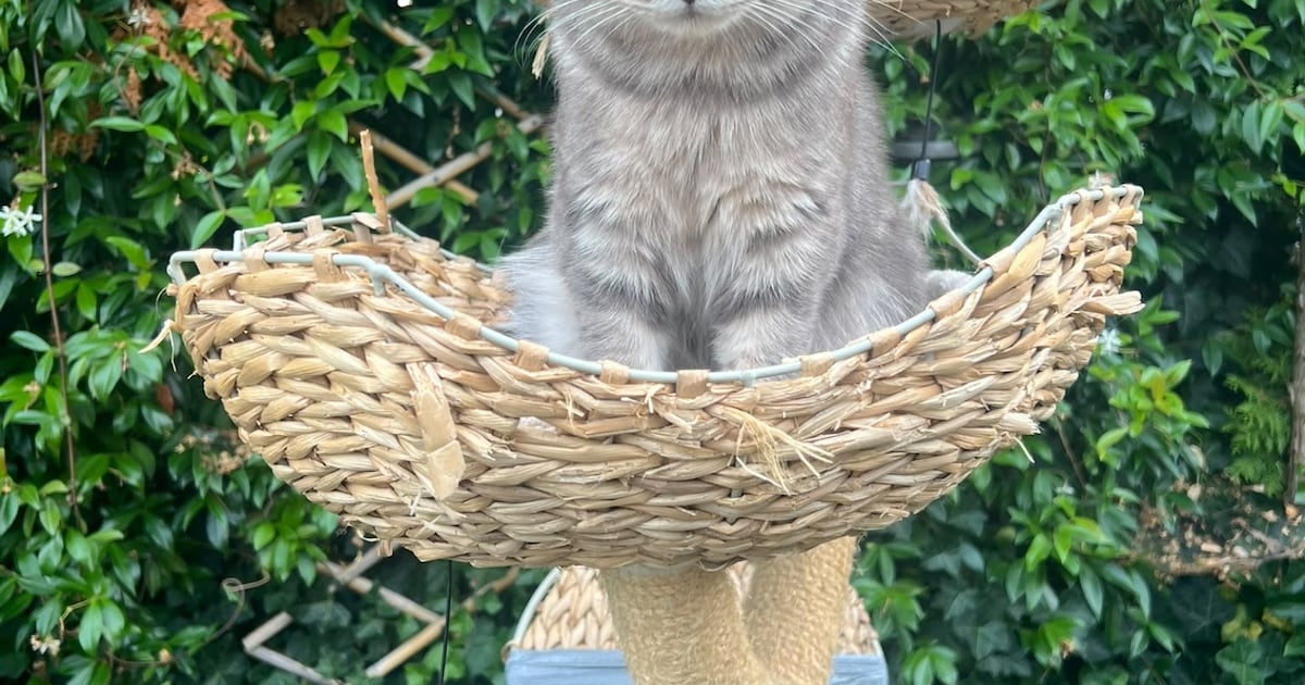 Heb jij Tony, Mimi of Asil gezien? Deze vier huisdieren worden in Soest vermist