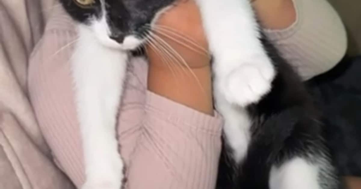 Heb jij Stitch, Foxy of Mickey gezien? Deze drie huisdieren worden in Schagen vermist