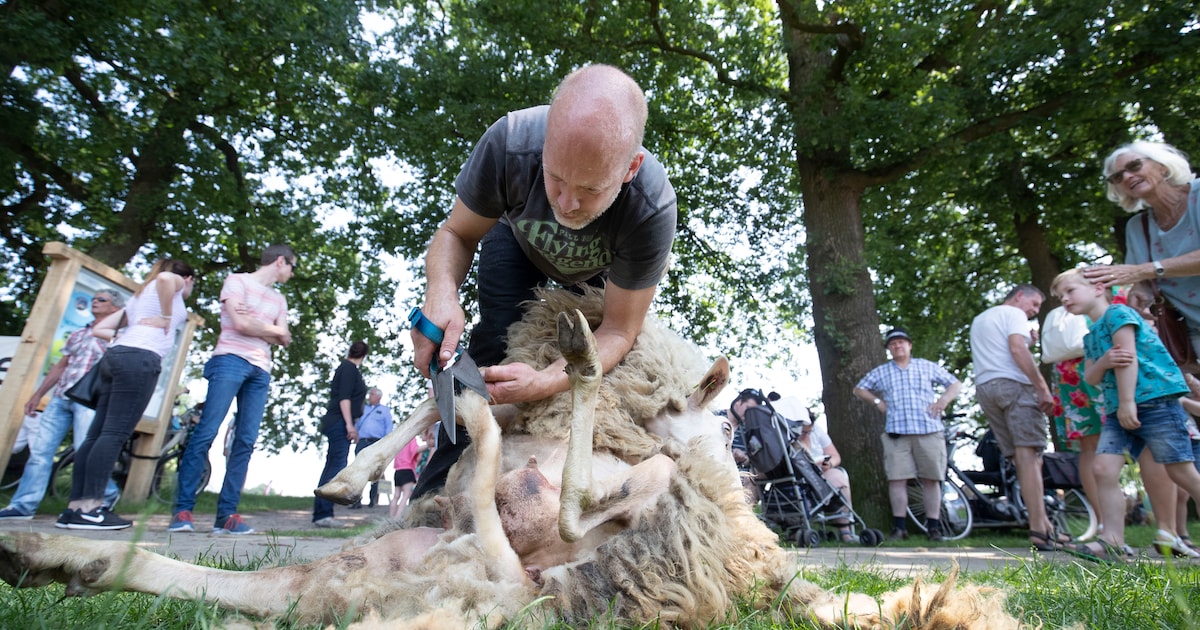Kinderboerderij de Dierenhof in Ridderkerk houdt schaapscheerdersfeest