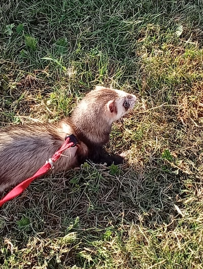 Heb jij Door, Tijger of Berend gezien? Deze zes huisdieren worden in Arnhem vermist