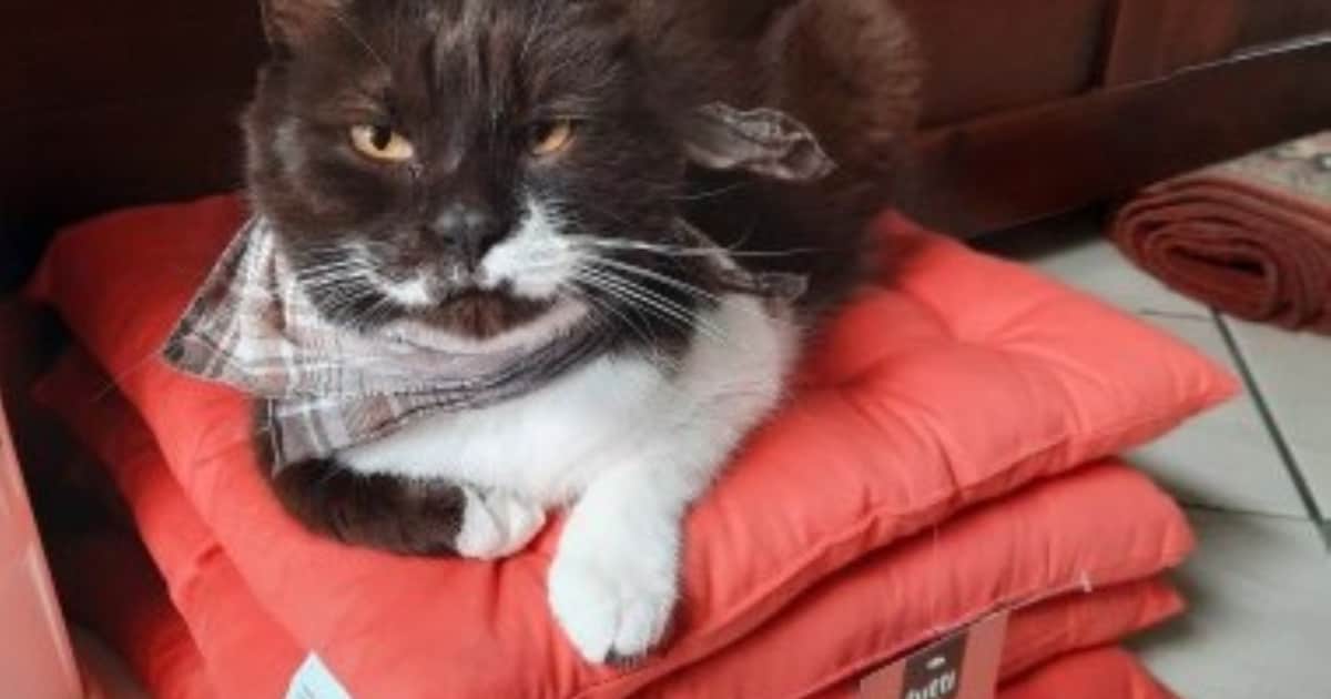 Heb jij Devil of Poeky gezien? Deze twee huisdieren worden in Maastricht vermist