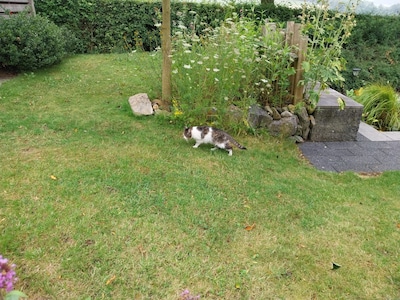 Heb jij Quita gezien? Dit huisdier wordt in Ede vermist