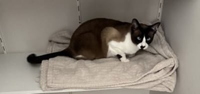Heb jij Missie, Tina of Leah gezien? Deze vijf huisdieren worden in Waalwijk vermist