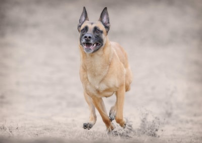 Politie vindt Mechelse herder in gevaarlijk hok in Budel: boete voor baas die zei ‘ik maak hem wel d