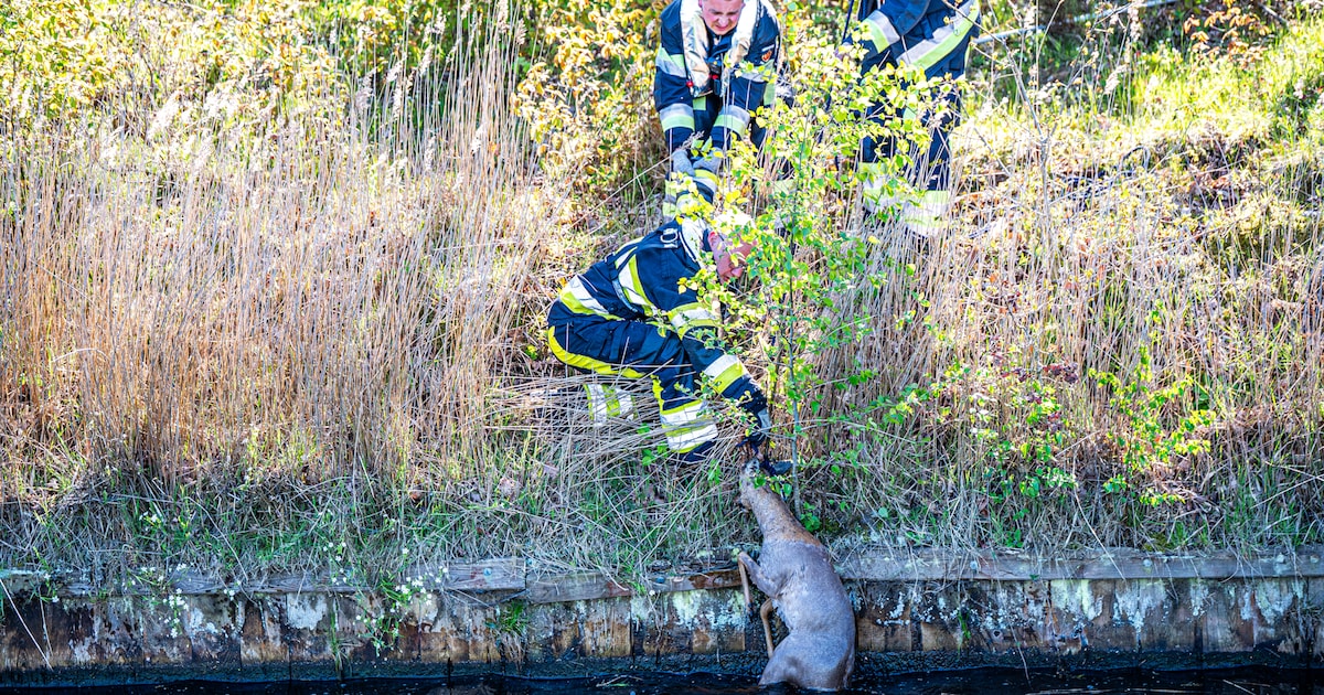 Brandweer haalt ree uit het water bij Molenweg in Oosterwolde