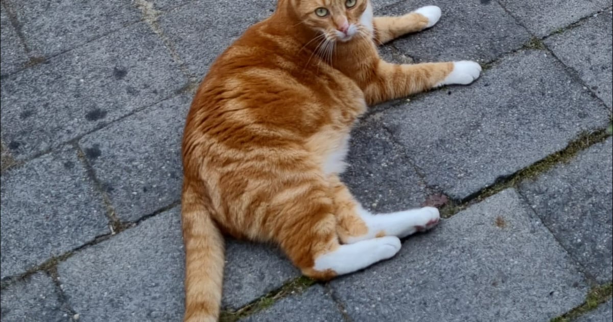 Heb jij Tijger gezien? Dit huisdier wordt in Diemen vermist