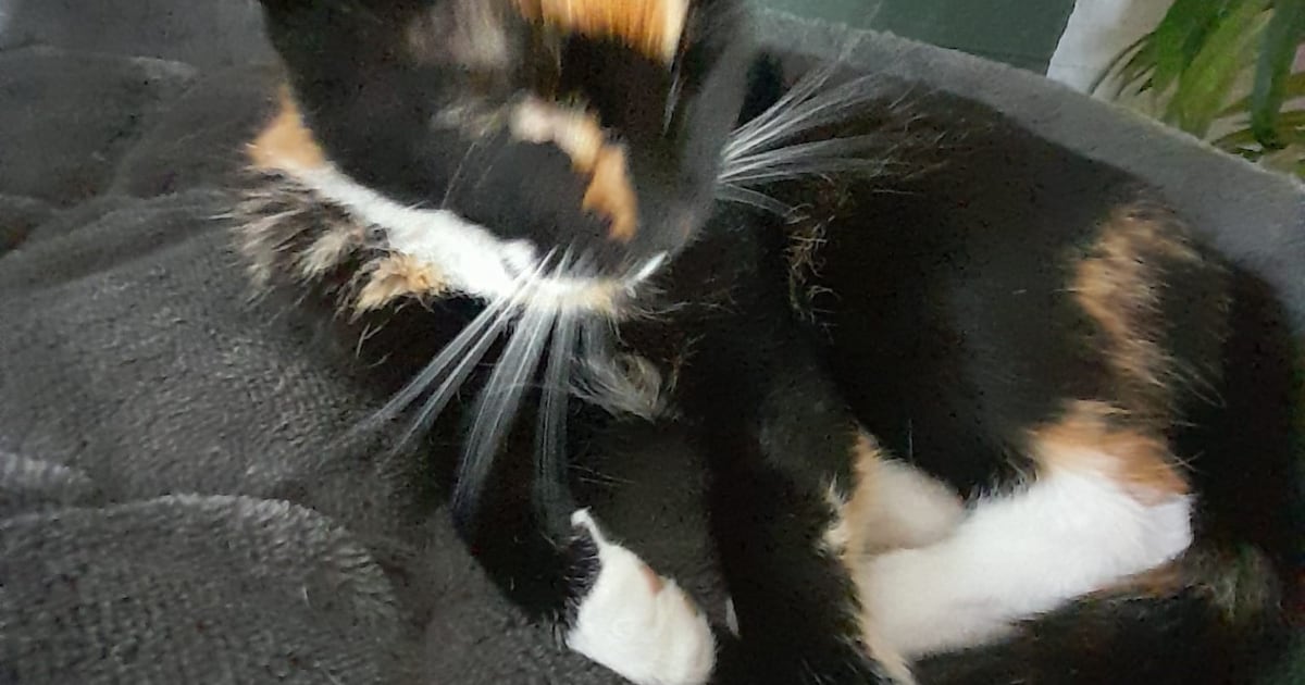 Heb jij Lexi gezien? Dit huisdier wordt in Landgraaf vermist