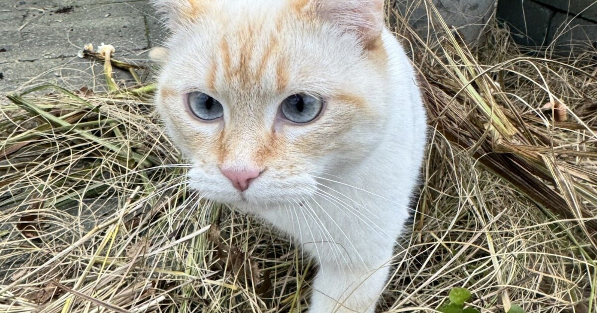 Heb jij Johnny, Fien of Jerry gezien? Deze drie huisdieren worden in Vlissingen vermist