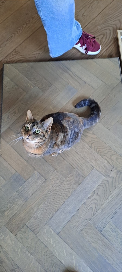 Heb jij Brioche, Izzy of Jack gezien? Deze zes huisdieren worden in Ede vermist