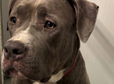 Politie vindt achtergelaten hond bij tankstation langs A12: ‘Wie is deze schat?’