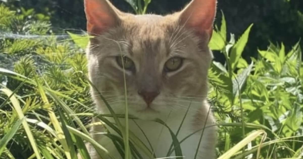 Heb jij Bobbie gezien? Dit huisdier wordt in Stadskanaal vermist