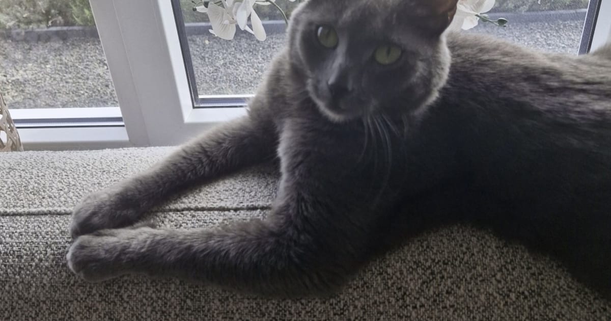 Heb jij Luna of Teuntje gezien? Deze twee huisdieren worden in Roermond vermist