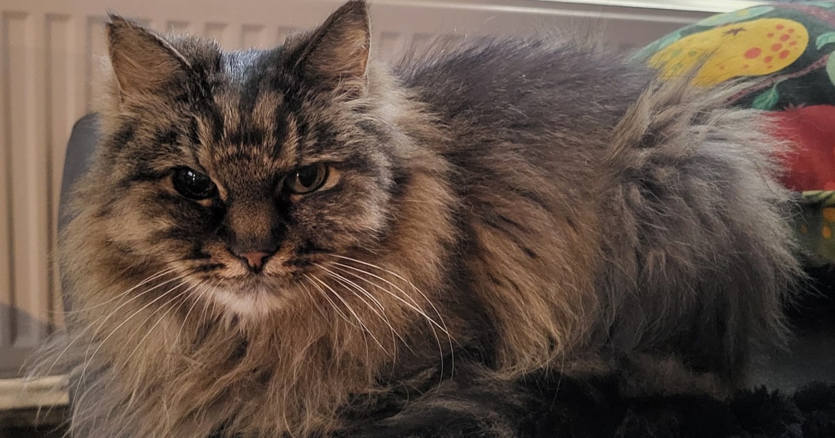 Heb jij Peer gezien? Dit huisdier wordt in Lisse vermist