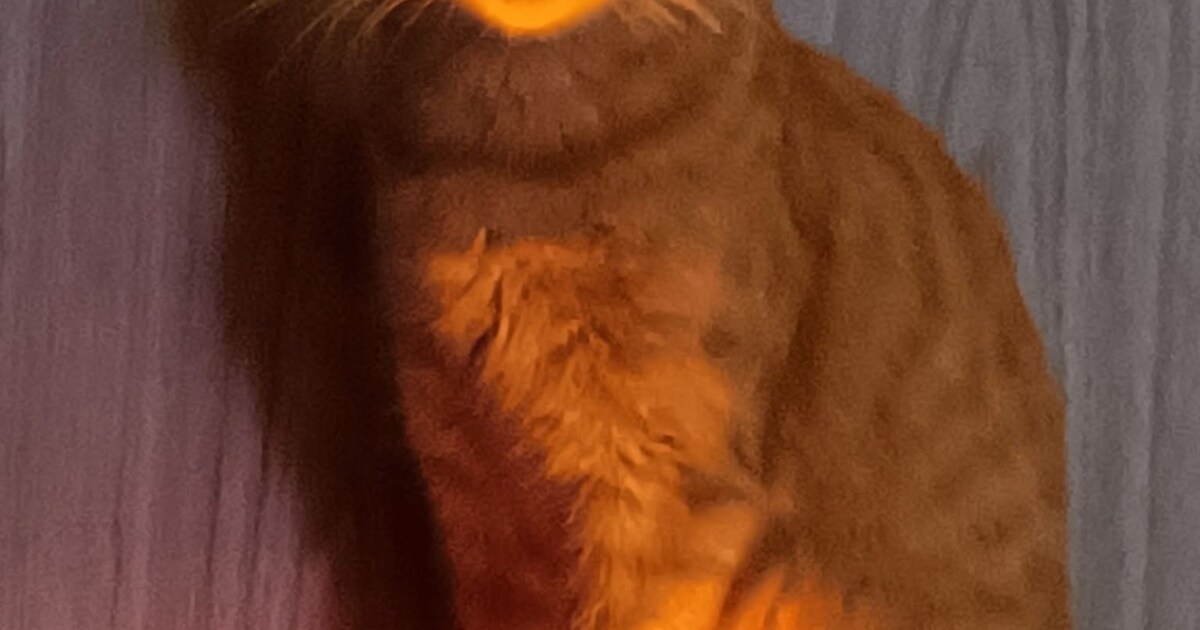 Heb jij Milo, Toepus of Nini gezien? Deze vier huisdieren worden in Landgraaf vermist