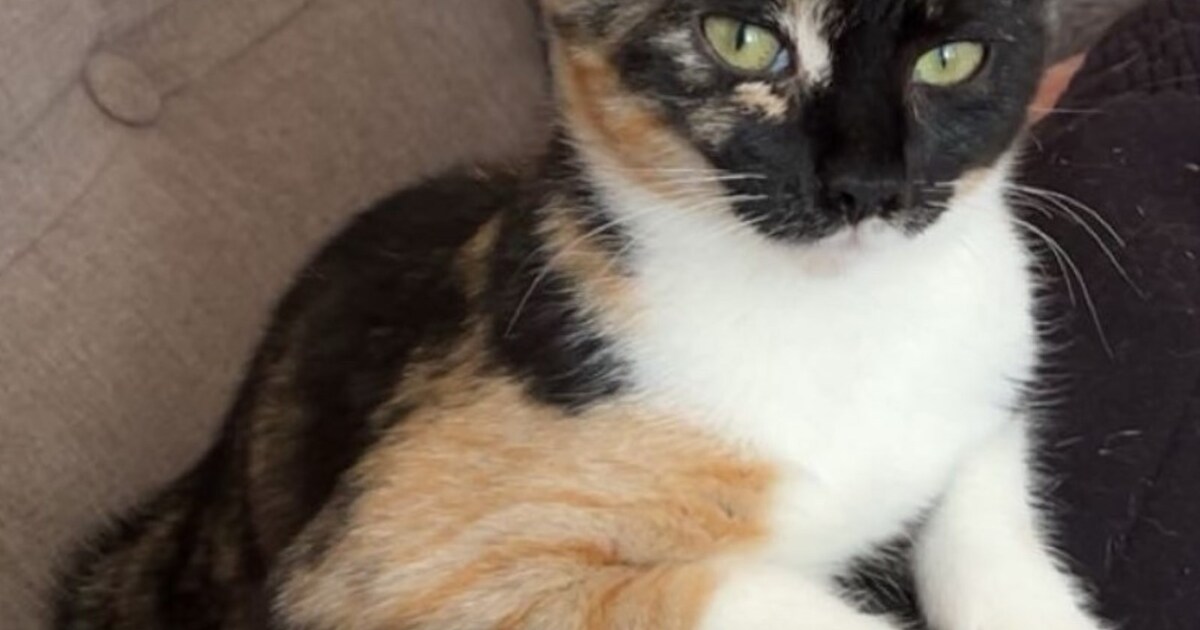 Heb jij Toto of Mochi gezien? Deze twee huisdieren worden in Weststellingwerf vermist