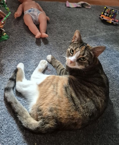 Heb jij Roe, Greenie of Zoë gezien? Deze vier huisdieren worden in Helmond vermist