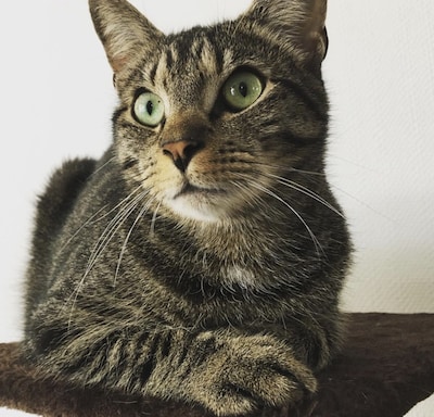 Heb jij Bella gezien? Dit huisdier wordt in Doetinchem vermist