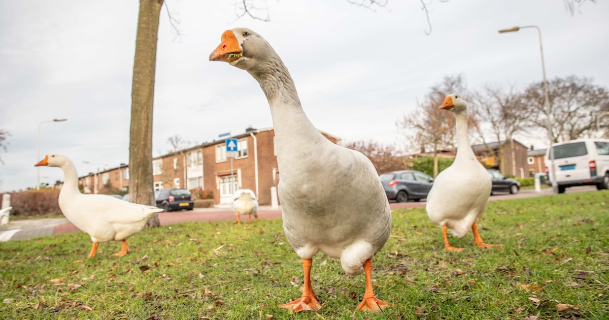 Zieke gans gevonden in Oegstgeest, vogelgriep niet uitgesloten
