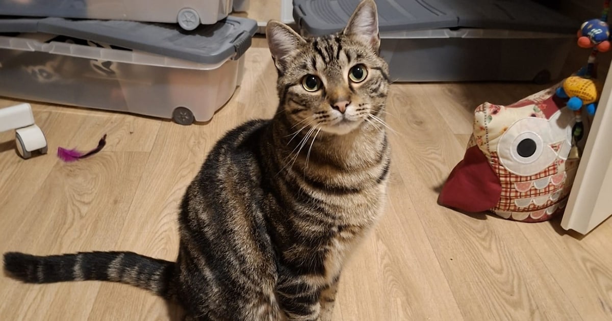 Heb jij Billy, Lou of Kiki gezien? Deze drie huisdieren worden in Barendrecht vermist
