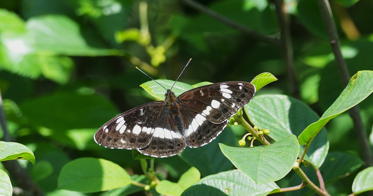 Zeldzame vlinders spotten in natuurgebied De Pan bij Heeze-Leende