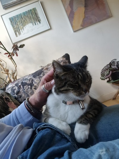 Heb jij Guus, Maupie of Lilith gezien? Deze vier huisdieren worden in Zwolle vermist