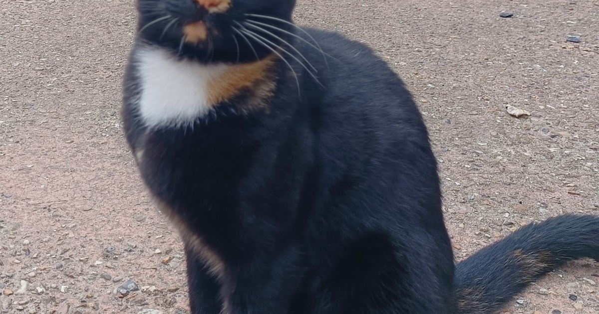 Heb jij Bobby gezien? Dit huisdier wordt in Noord-Beveland vermist