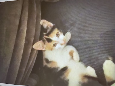 Heb jij Smokey, Sunny of Muts gezien? Deze zeven huisdieren worden in Deventer vermist