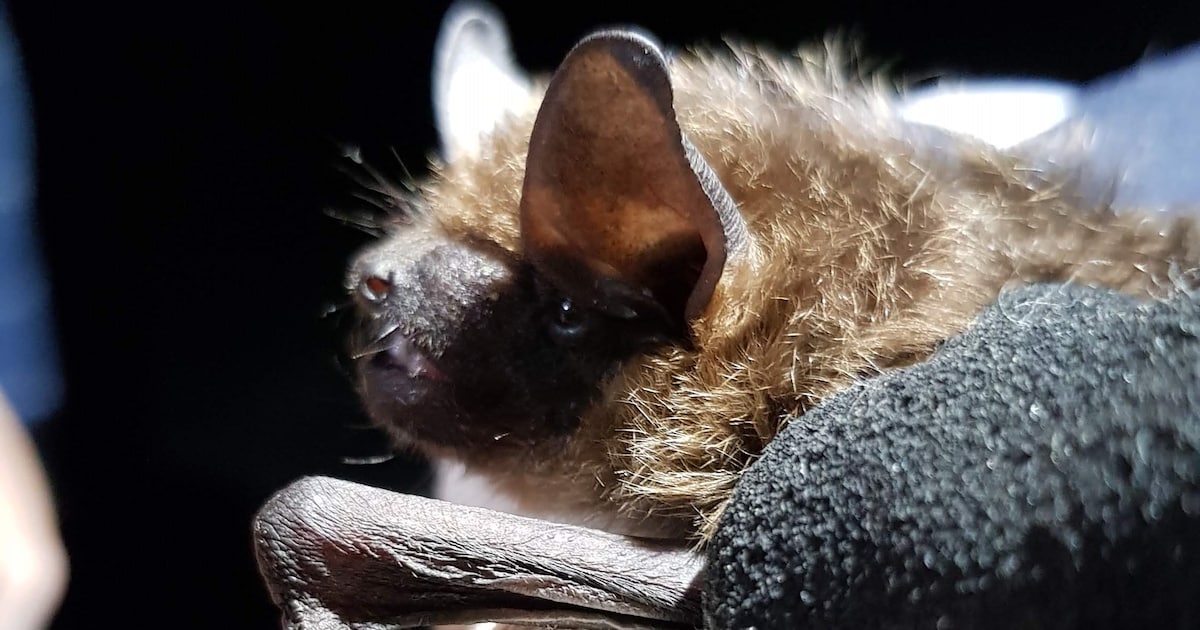 Sloop schoolgebouw in Eext vertraagd door vondst beschermde vleermuizen