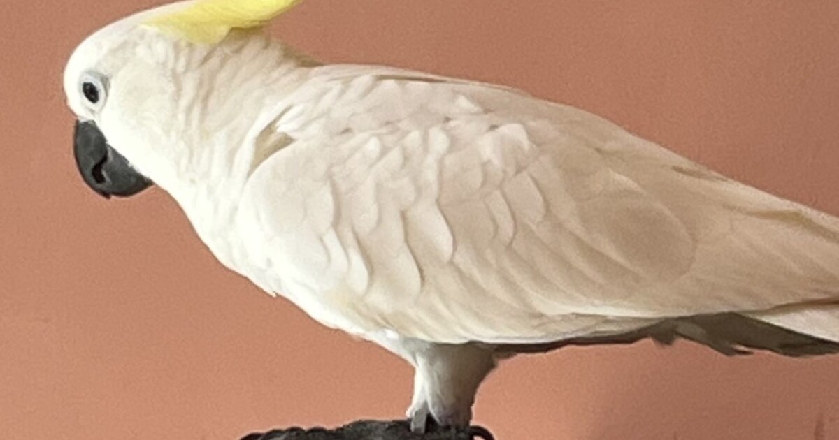 Heb jij Louis gezien? Dit huisdier wordt in Texel vermist