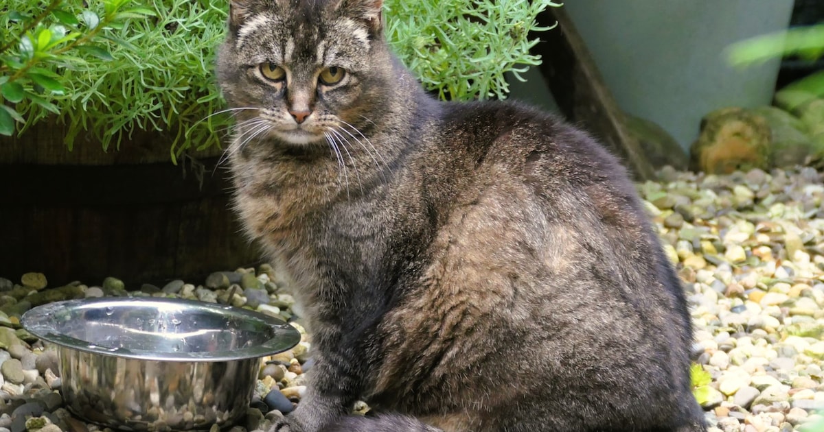 Heb jij Snoepie gezien? Dit huisdier wordt in Heerlen vermist