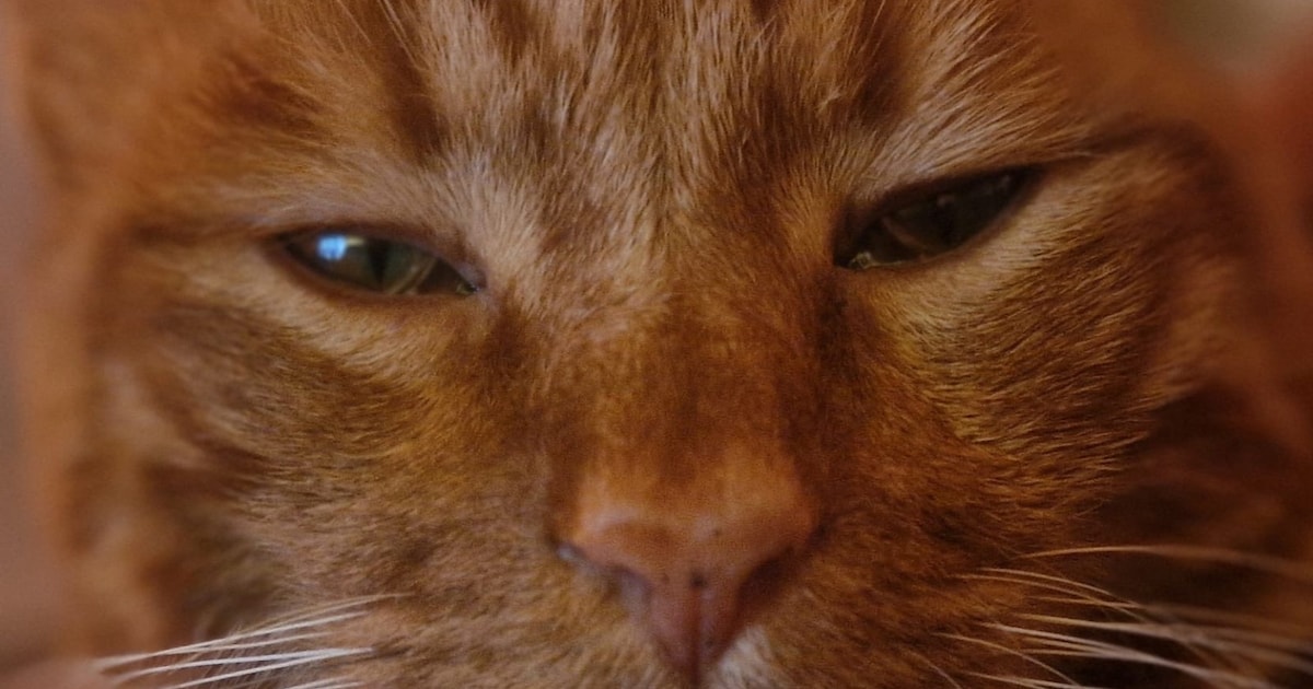 Heb jij Bandit of Ozai gezien? Deze twee huisdieren worden in Amstelveen vermist