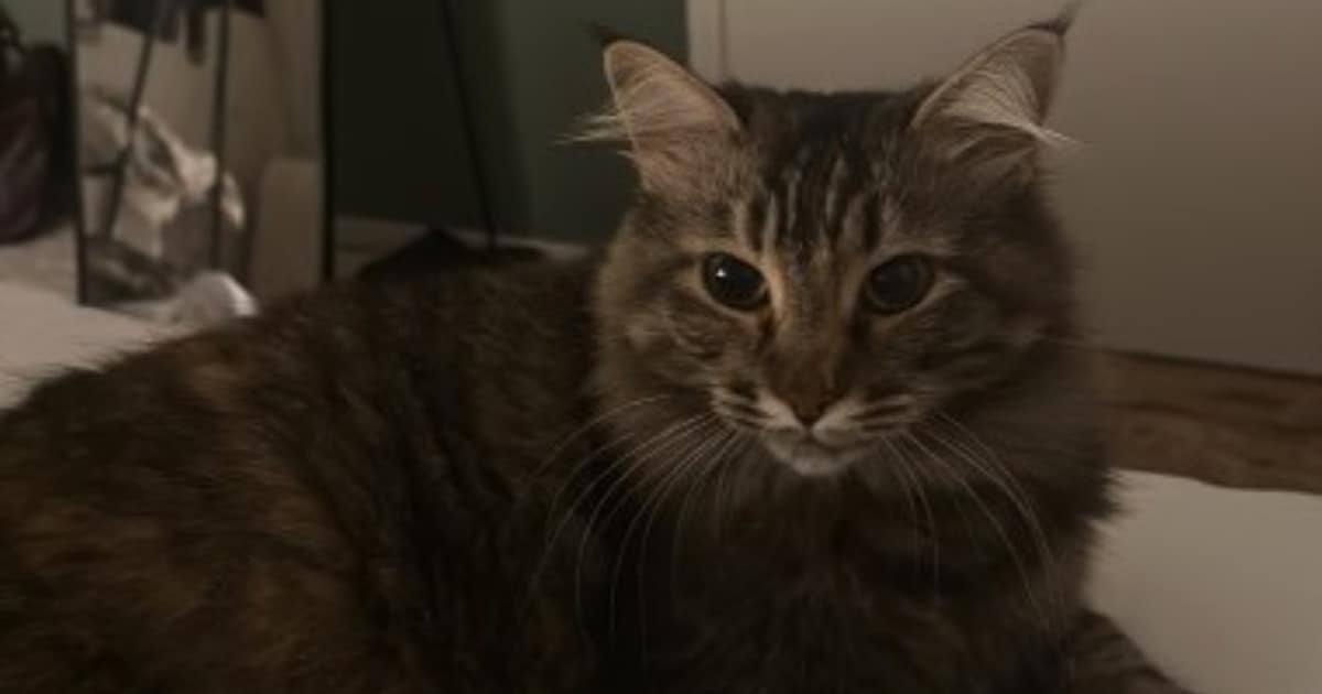 Heb jij Sofia gezien? Dit huisdier wordt in Zoetermeer vermist