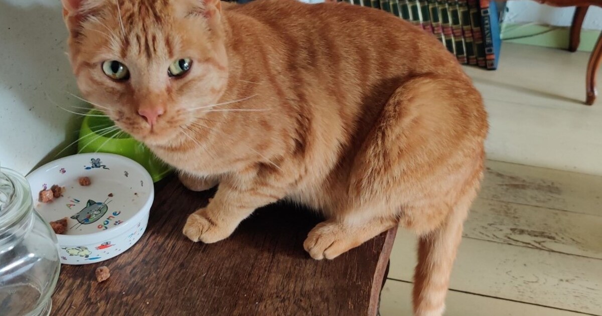 Heb jij Monster of Dexter gezien? Deze twee huisdieren worden in Blaricum vermist