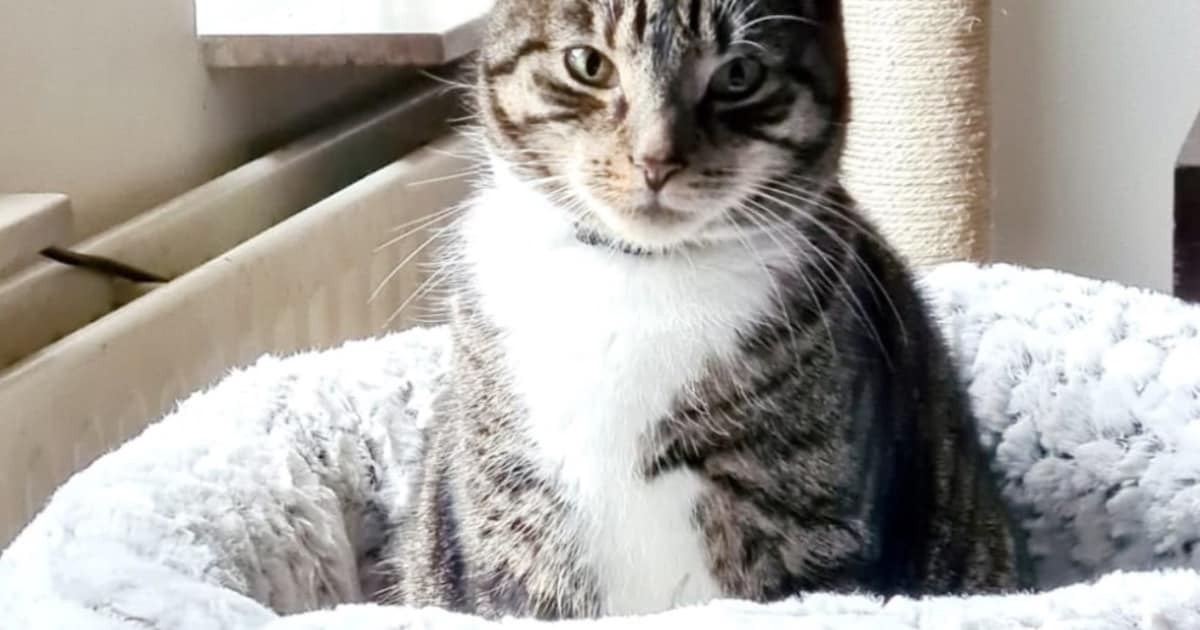 Heb jij Sammy, Batman of Bony gezien? Deze drie huisdieren worden in Best vermist