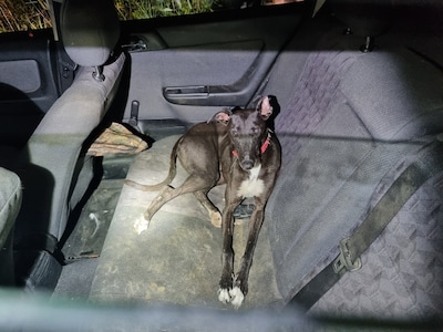 Drie mannen betrapt op illegale stroperij in Nuenen, dode haas gevonden in auto