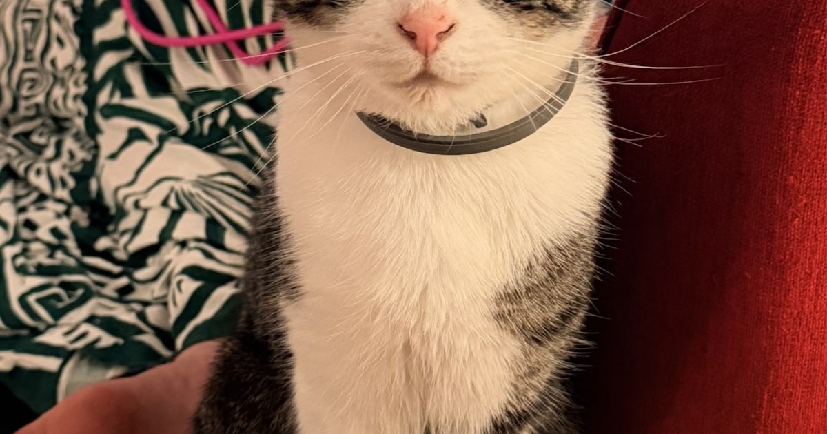 Heb jij Hub gezien? Dit huisdier wordt in Venray vermist