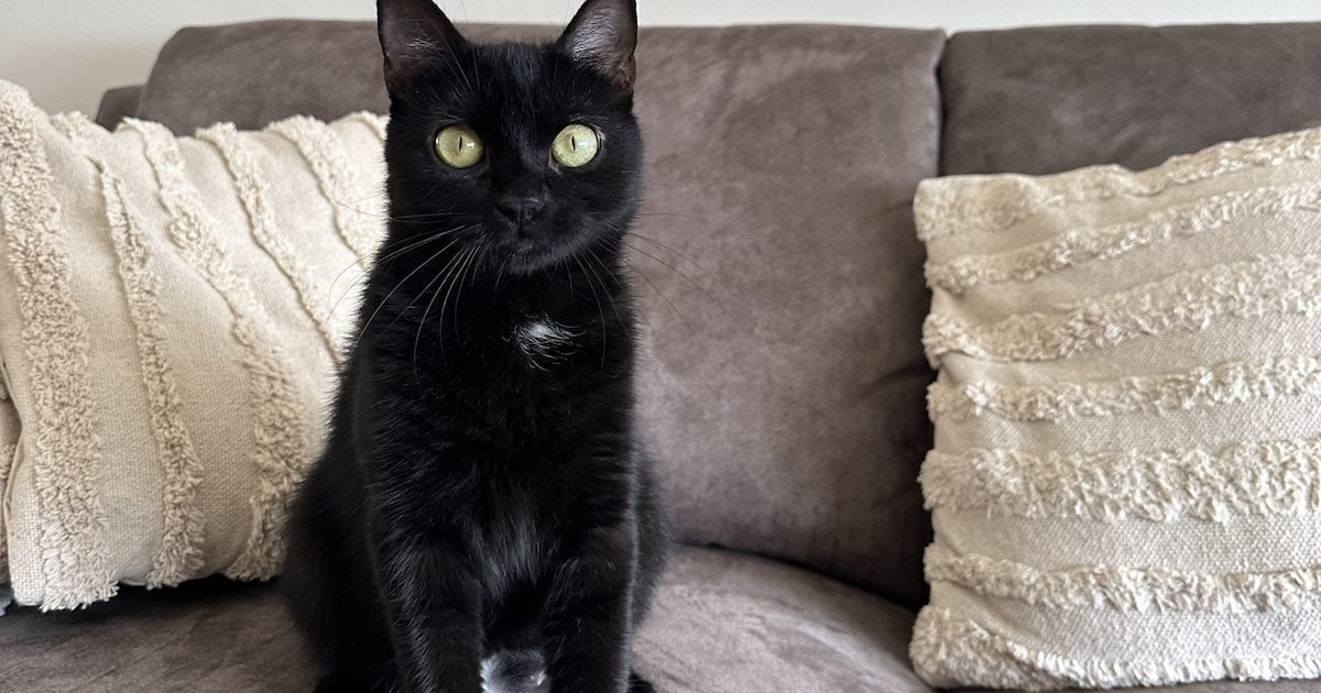 Heb jij Lilo gezien? Dit huisdier wordt in Maastricht vermist