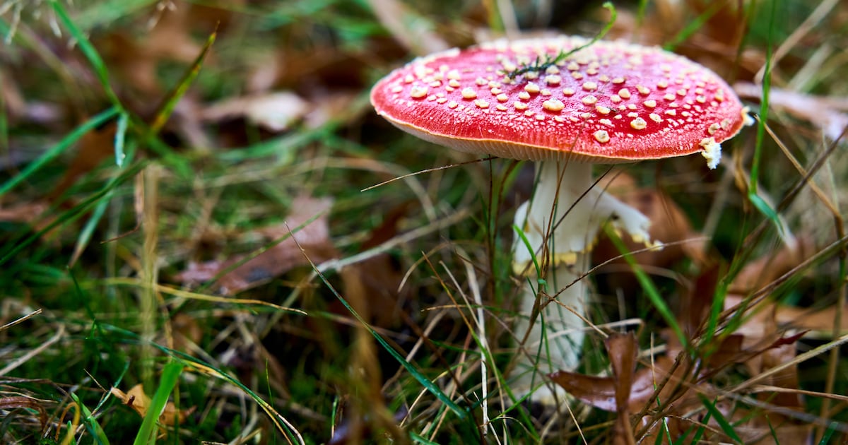 Paddenstoelenwandeling door Gouwebos begint bij buurthuis de Plataan in Boskoop